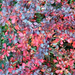 autumn-berberis-detail (Medium)