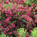 red-shrub-weigela (Medium)