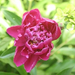 peony-2004-06