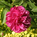 peony-2005-04