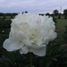 Peony Evening Star at Dusk 2