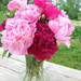 Pink and Red Peonies in Vase