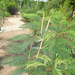 Albizia julibrisin