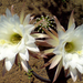 Cereus