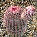 Echinocereus rigidissimus var. rubrispinum