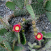 Opuntia engelmanni var.lindheimeri (Zapata, Texas) kicsi