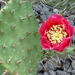 Opuntia macrorhiza