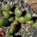 Opuntia var. denudata