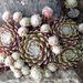 Sempervivum yewels