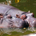 Happy hippos