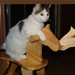 Riding the Rocking Horse by The ShadowCat