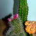 A Kaktusz virága