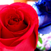 piros-kék rózsa