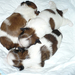 ShihTzu baby011031