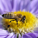 Méhek színek - avagy élet a gázrózsában - 5